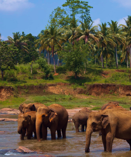 Your Dream Trip Awaits